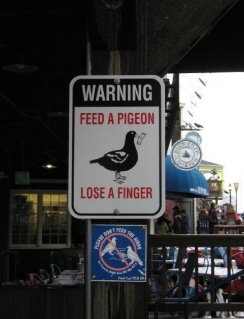 Warning: Feed a pigeon, lose a finger